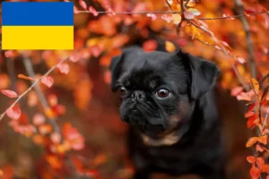 Read more about the article Petit Brabançon crescători și căței în Ucraina