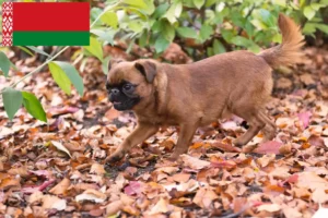 Read more about the article Petit Brabançon crescători și căței în Belarus