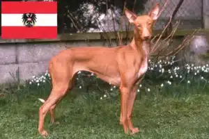 Read more about the article Pharaoh Hound crescători și căței în Austria