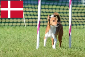 Read more about the article Podenco crescători și căței în Danemarca