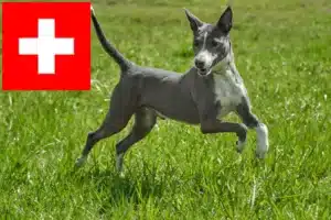Read more about the article Podenco crescători și căței în Elveția