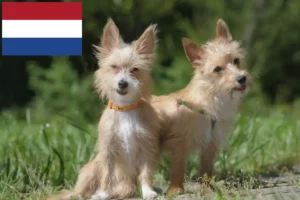 Read more about the article Podenco crescători și căței în Olanda