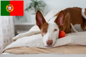 Read more about the article Podenco crescători și căței în Portugalia