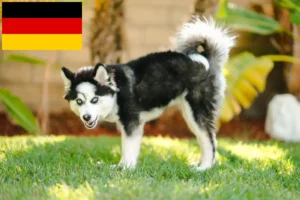 Read more about the article Pomsky crescători și căței în Germania