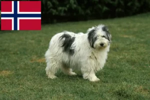 Read more about the article Crescători PON și căței în Norvegia