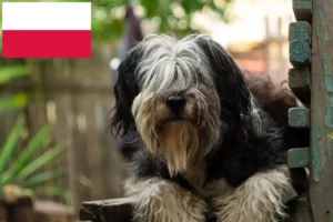 Read more about the article PON crescători și căței în Polonia