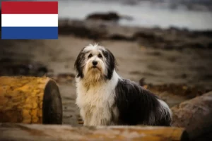 Read more about the article Crescători PON și căței în Olanda
