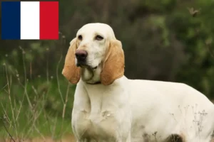 Read more about the article Porcelaine crescători și căței în Franța