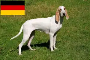 Read more about the article Porcelaine crescători și căței în Germania