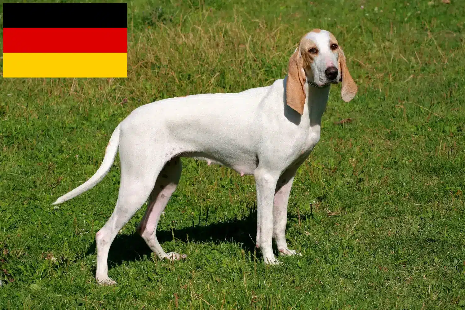 Read more about the article Porcelaine crescători și căței în Germania