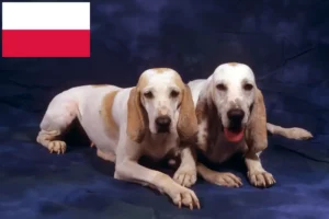 Read more about the article Porcelaine crescători și căței în Polonia