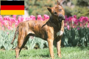 Read more about the article Presa Canario crescători și căței în Germania