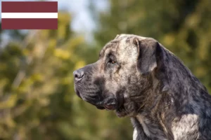 Read more about the article Presa Canario crescători și căței în Letonia