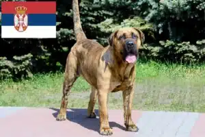 Read more about the article Presa Canario crescători și căței în Serbia