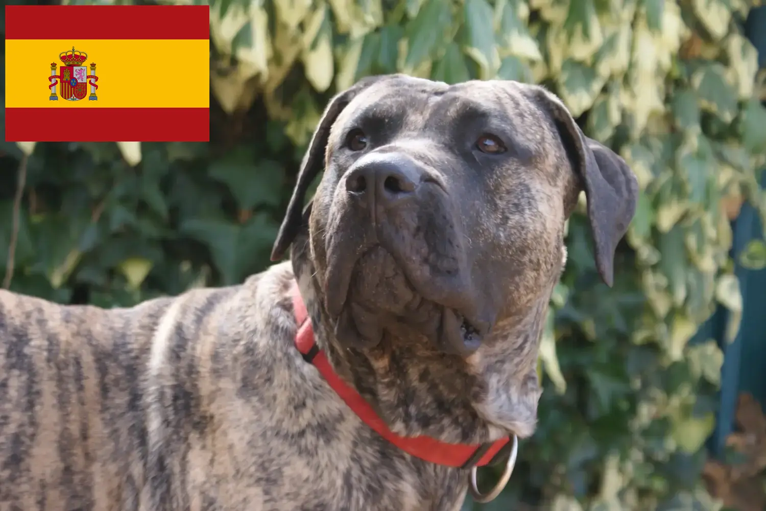 Presa Canario căței și crescători Spania Aici puteți găsi crescători de Presa Canarios în Spania.