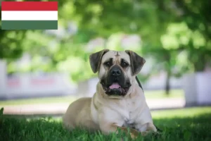 Read more about the article Presa Canario crescători și căței în Ungaria