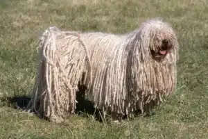 Read more about the article Puli breeder