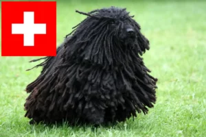 Read more about the article Puli crescători și căței în Elveția