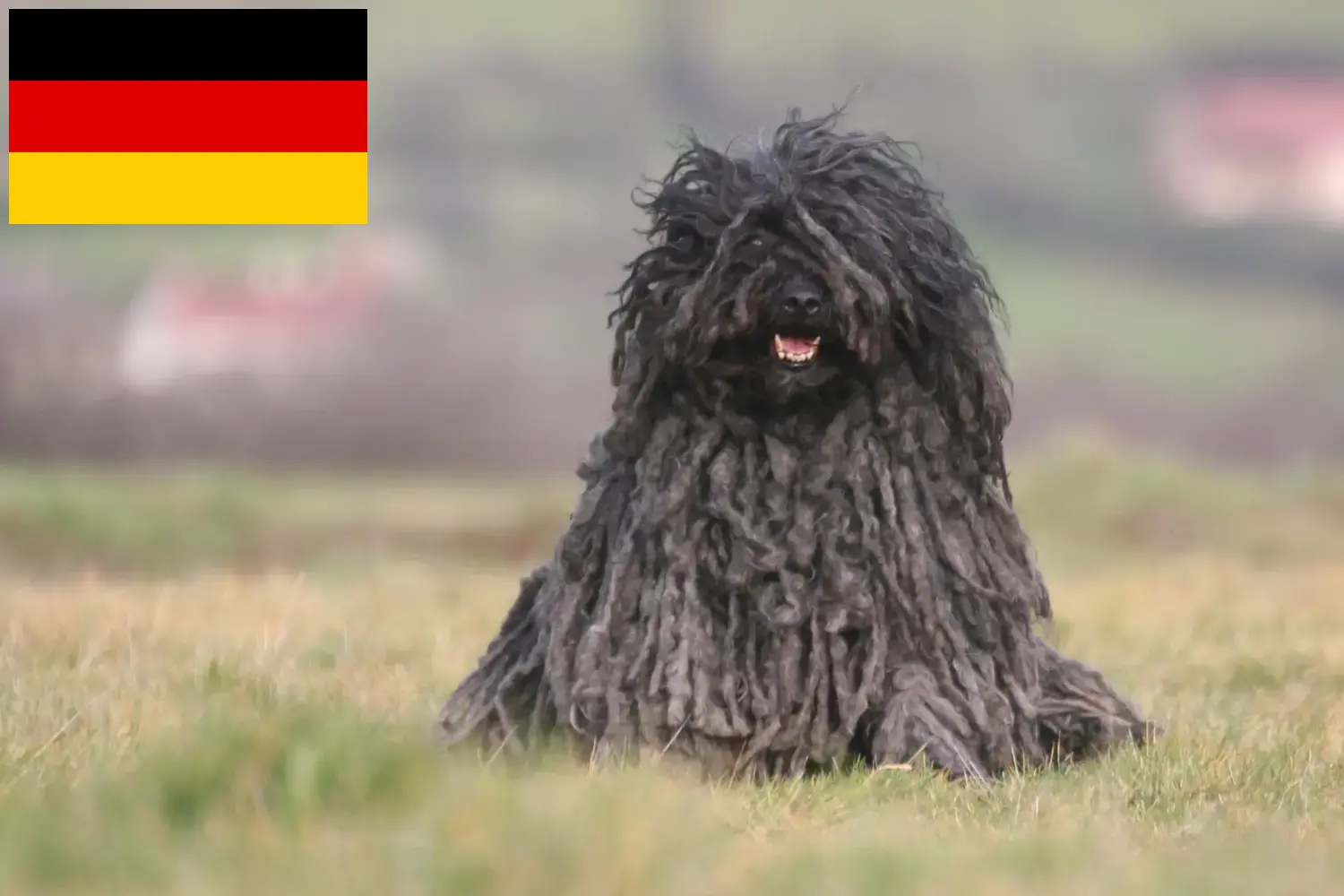 Read more about the article Puli crescători și căței în Germania