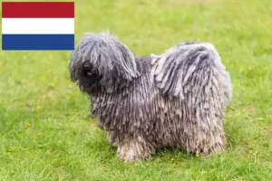 Read more about the article Puli crescători și căței în Olanda
