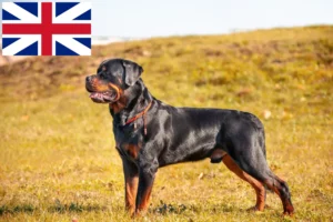 Read more about the article Rottweiler crescători și căței în Marea Britanie