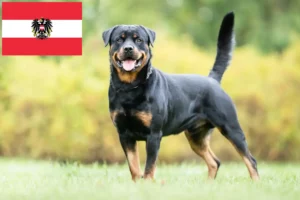 Read more about the article Rottweiler crescători și căței în Austria