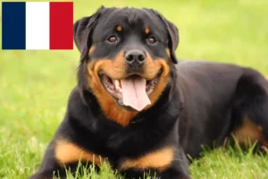 Read more about the article Rottweiler crescători și căței în Franța