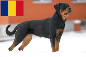 Read more about the article Rottweiler crescători și căței în România