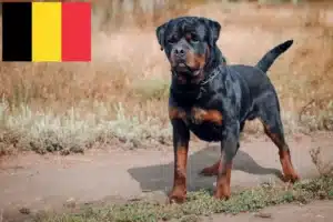 Read more about the article Rottweiler crescători și căței în Belgia