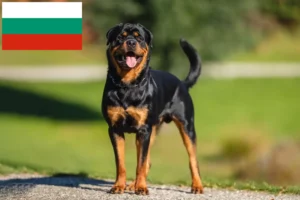 Read more about the article Rottweiler crescători și căței în Bulgaria