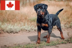 Read more about the article Rottweiler crescători și căței în Canada