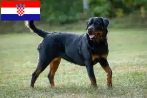 Read more about the article Rottweiler crescători și căței în Croația
