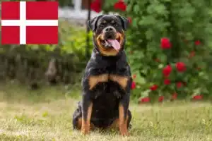 Read more about the article Rottweiler crescători și căței în Danemarca