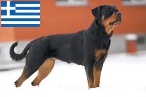 Read more about the article Rottweiler crescători și căței în Grecia