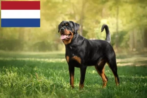 Read more about the article Rottweiler crescători și căței în Olanda