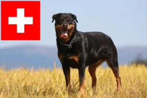 Read more about the article Rottweiler crescători și căței în Elveția