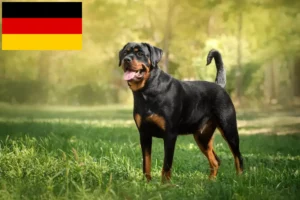Read more about the article Rottweiler crescători și căței în Germania