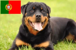 Read more about the article Rottweiler crescători și căței în Portugalia