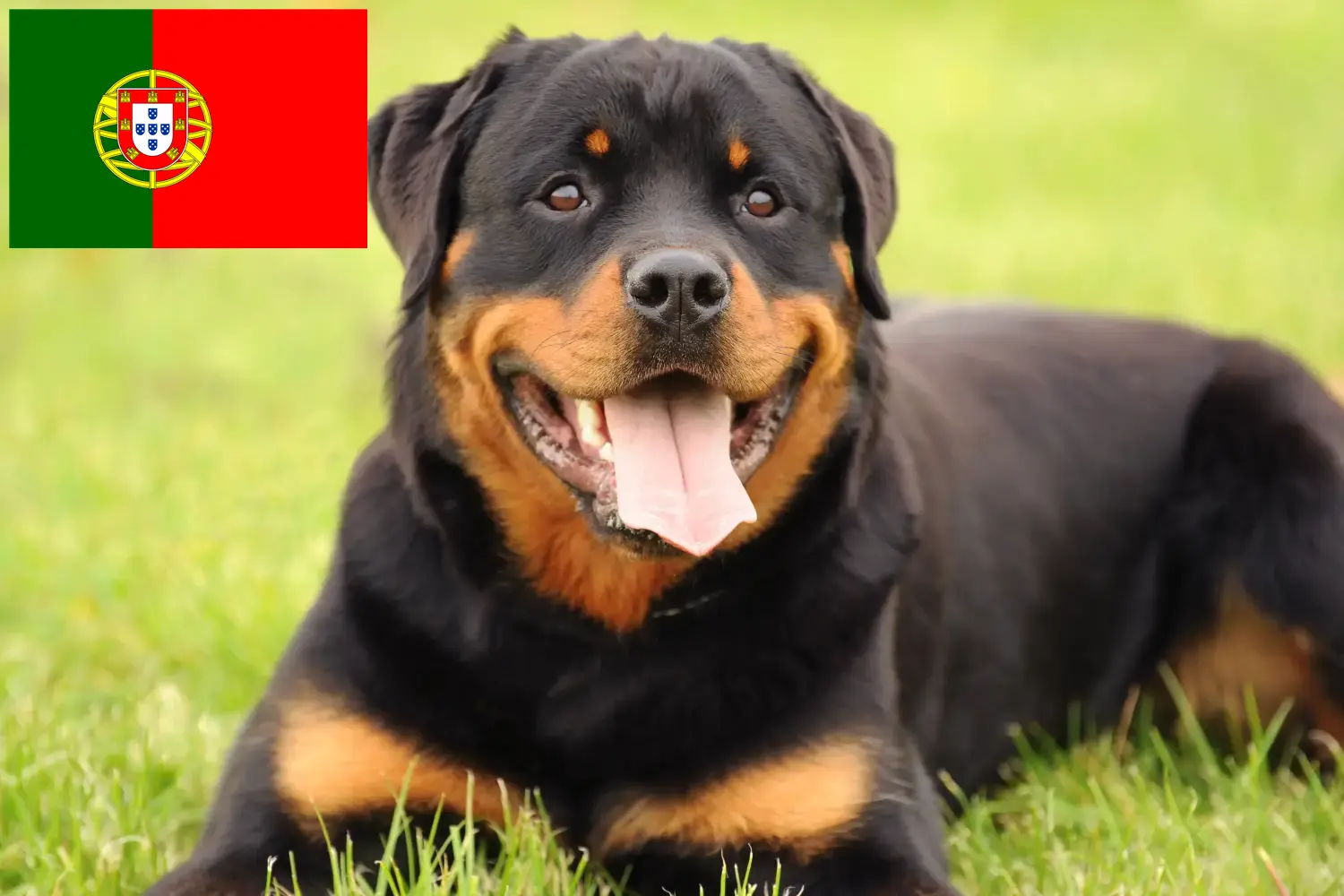 Rottweiler căței și crescători Portugalia Găsește aici crescătorii de Rottweiler în Portugalia.