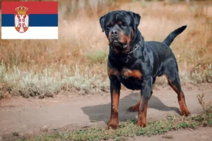 Read more about the article Rottweiler crescători și căței în Serbia