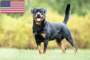 Read more about the article Rottweiler crescători și căței în SUA