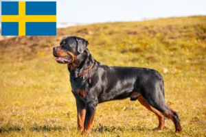 Read more about the article Rottweiler crescători și căței în Suedia