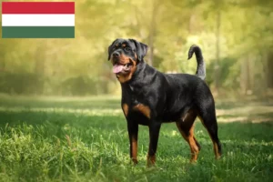 Read more about the article Rottweiler crescători și căței în Ungaria