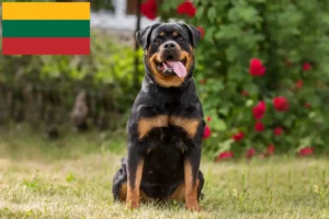 Read more about the article Rottweiler crescători și căței în Lituania