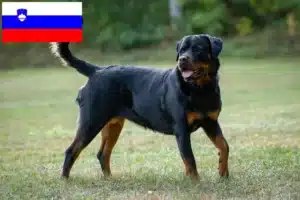 Read more about the article Rottweiler crescători și căței în Slovenia
