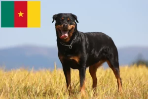 Read more about the article Rottweiler crescători și căței în Camerun
