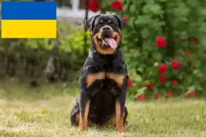 Read more about the article Rottweiler crescători și căței în Ucraina