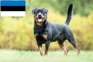 Read more about the article Rottweiler crescători și căței în Estonia