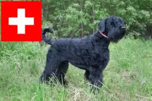 Read more about the article Crescători de Terrier Negru Rus și căței în Elveția