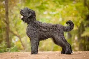Read more about the article Rusoaica Black Terrier Breeder